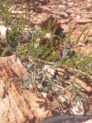 Indigofera basedowii