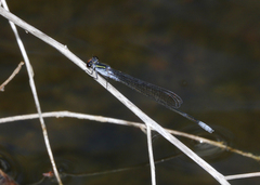 Pseudagrion ignifer