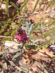 Indigofera basedowii
