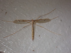 Tricyphona