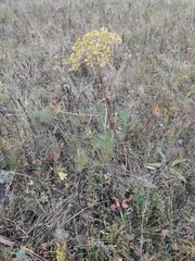 Peucedanum morisonii