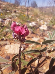 Indigofera basedowii