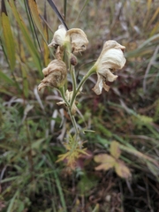 Aconitum anthora