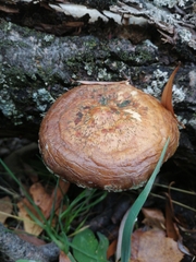Hemipholiota populnea