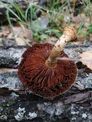 Hemipholiota populnea