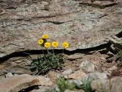 Erigeron aureus