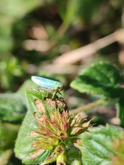 Cicadella viridis