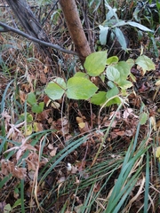 Clematis integrifolia