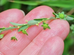 Phyllanthus polygonoides