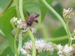 Pachodynerus erynnis