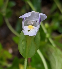 Torenia