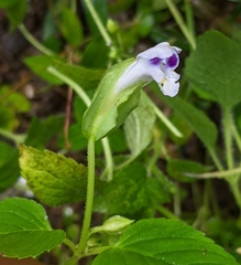 Torenia