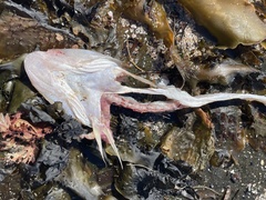 Platycephalidae