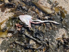 Platycephalidae