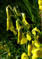 Cytisus nigricans