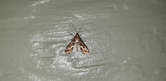Diasemiopsis ramburialis