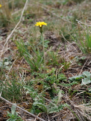 Leontodon hispidus hispidus