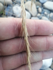Elymus sibiricus