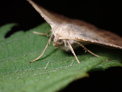 Prochoerodes forficaria