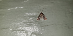 Diasemiopsis ramburialis