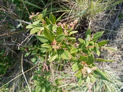 Searsia tomentosa