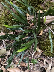 Pyrrosia confluens