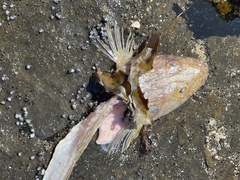 Platycephalidae
