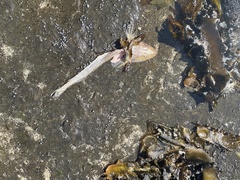Platycephalidae