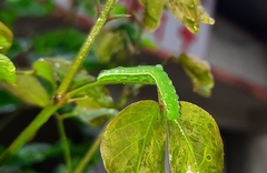 Eurema hecabe