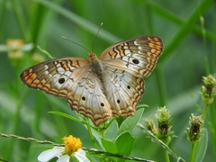 Anartia jatrophae