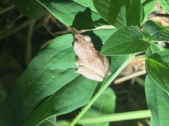 Pseudophilautus popularis