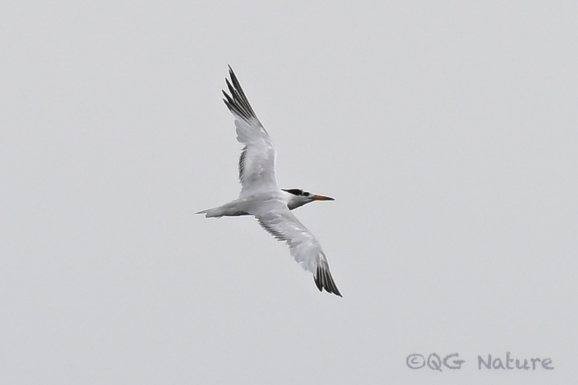 Chinese Crested Tern