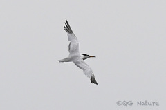 Thalasseus bernsteini