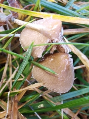 Psilocybe semilanceata