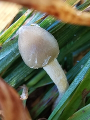 Psilocybe semilanceata