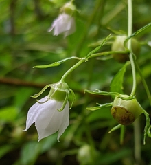 Cyclocodon lancifolius
