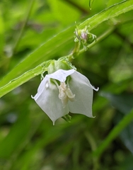 Cyclocodon lancifolius