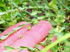 Phyllanthus polygonoides