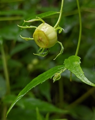 Cyclocodon lancifolius