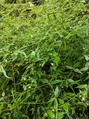 Cyclocodon lancifolius