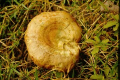 Lactarius deliciosus