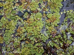 Salvinia natans