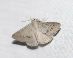 Nearcha dasyzona