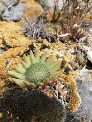 Orostachys spinosa