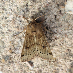 Agrochola lunosa