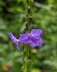 Stachytarpheta