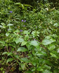Stachytarpheta