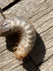 Scarabaeidae