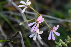 Pelargonium alchemilloides