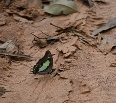 Polyura